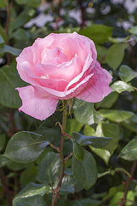 粉红玫瑰花花叶子花园粉色植物绿色花瓣图片