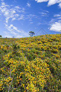 春月时有黄树丛的阿尔加多乡村山丘黄色山坡风景灌木丛天空花朵丘陵白色植被蓝色图片