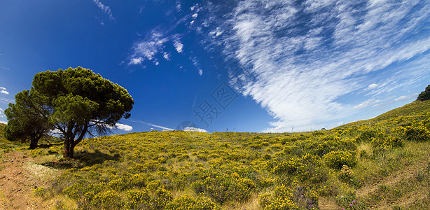 春月时有黄树丛的阿尔加多乡村山丘丘陵黄色白色植被山坡天空风景花朵灌木丛蓝色图片