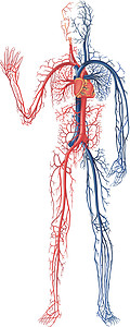 血液流通插图主动脉心脏静脉肌肉动脉解剖学有机风器官医疗背景图片