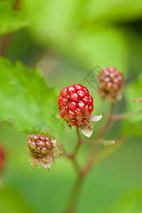 在花园的夏季草莓流中户外种植草莓灌木衬套季节覆盆子农场宏观植物食物阳光水果图片