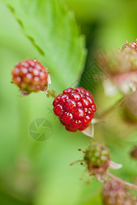 在花园的夏季草莓流中户外种植草莓食物宏观叶子植物水果季节阳光农业灌木团体图片