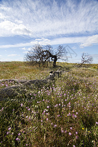 乡村乡村天空衬套植被风景木头粉色丘陵蓝色日志树木图片