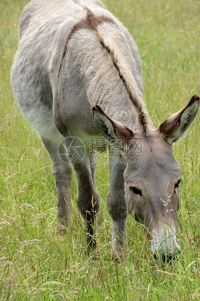 驴子草食性骡子绿色草地场地灰色生物毛皮家畜农场图片