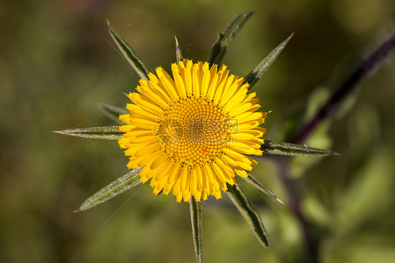 Starwort (脊柱动物)图片