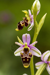 Bee Orchid奥弗里斯植物绿色宏观模仿植物学荒野植物群花瓣粉色野花图片