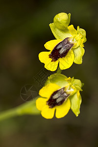 黄蜜蜂兰花奥弗丽丝卢提亚花瓣植物学野花兰花模仿荒野绿色黄色宏观植物群图片