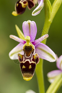 Bee Orchid奥弗里斯宏观荒野植物学植物粉色花瓣绿色植物群野花兰花图片