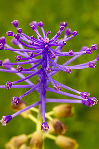 穆萨共生植物学绿色植物群流苏美丽野花宏观紫色植物荒野图片