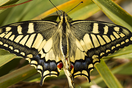 燕尾蝴蝶翅膀宏观植物动物群昆虫图片
