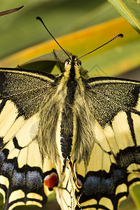 燕尾蝴蝶翅膀昆虫植物宏观动物群图片