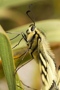 燕尾蝴蝶昆虫植物宏观翅膀动物群图片
