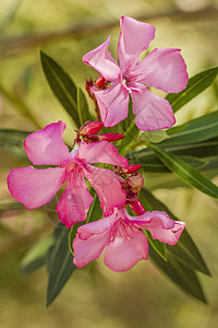 Oleander 鲜花植物学花瓣植物夹竹桃粉色图片