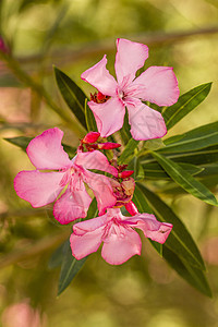 Oleander 鲜花夹竹桃花瓣植物粉色植物学图片