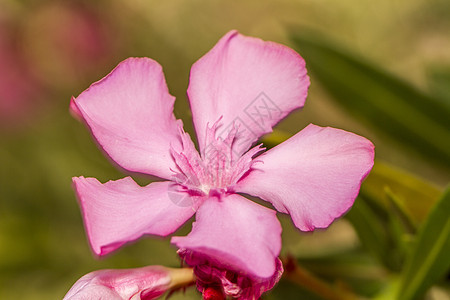 Oleander 鲜花粉色花瓣植物夹竹桃植物学图片