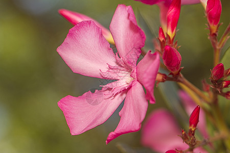 Oleander 鲜花植物花瓣植物学粉色夹竹桃图片