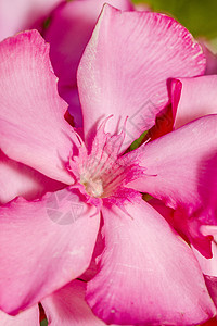 Oleander 鲜花植物粉色夹竹桃植物学花瓣图片