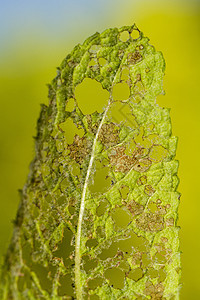 被毛虫咀嚼的叶子破坏植物疾病昆虫环境害虫植物学植物群绿色背景图片