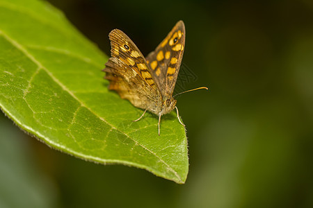 斑木贝氏树蝴蝶昆虫斑点宏观木头植物动物群翅膀图片