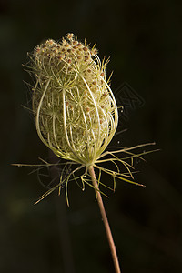 野胡萝卜花花宏观主教荒野植物学植物群植物鸟类蕾丝图片