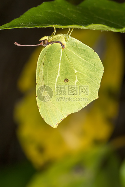 Gonepteryx 蝴蝶昆虫宏观植物叶子翅膀动物群图片