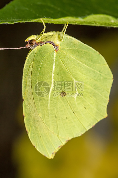 Gonepteryx 蝴蝶昆虫叶子植物动物群翅膀宏观图片