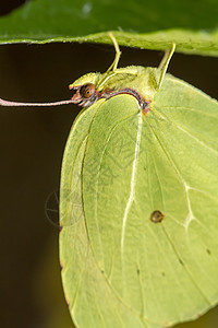 Gonepteryx 蝴蝶昆虫植物翅膀宏观动物群叶子图片