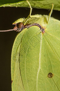 Gonepteryx 蝴蝶昆虫宏观翅膀植物叶子动物群图片