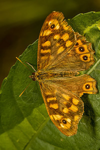 斑木贝氏树蝴蝶昆虫宏观斑点动物群植物木头翅膀图片