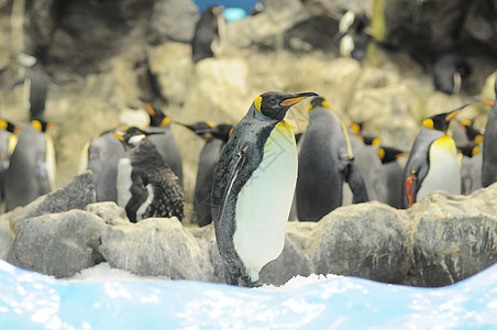 黑白彩色企鹅冰山鸟类生活国王黑色白色荒野动物冻结蓝色图片