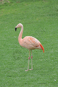 粉红火烈鸟在楼下动物群羽毛野生动物热带红色公园荒野鸟类动物情调图片