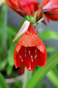 雨后水滴和火红的阿玛丽丝生长红宝石曲线花瓣季节灯泡植物学植物群植物卷曲图片