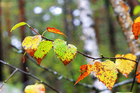 雨后树枝上的湿叶子活力季节植物生活生长木头树叶森林红色绿色图片