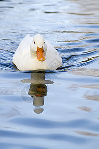 游泳池上的白鸭图片