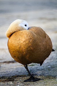 露迪谢尔达克塔多纳浮游动物公园鸭子池塘铁锈动物公园水禽地面橙子羽毛图片