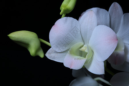 兰花白色花束植物学植物热带花瓣粉色花朵紫色绿色图片