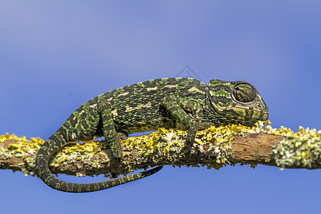 地中海变色素皮肤宏观动物蜥蜴异国爬行动物爬虫脊椎动物情调绿色图片