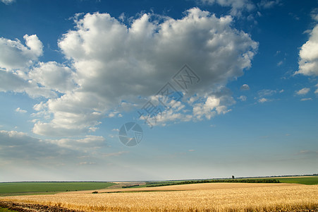 小麦田地的成熟小麦金色和阴云天空图片