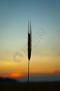 夏日在田野上落日 小麦太阳的耳朵朝夕季节橙子玉米金子蓝色环境种子食物稻草收成图片