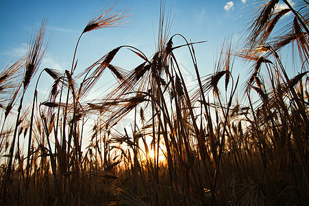 日落时小麦阳光大麦天气环境收成农场玉米稻草季节谷物图片
