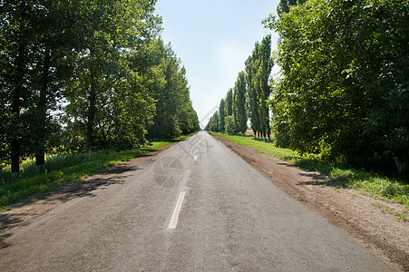 乡村公路甜蜂树图片