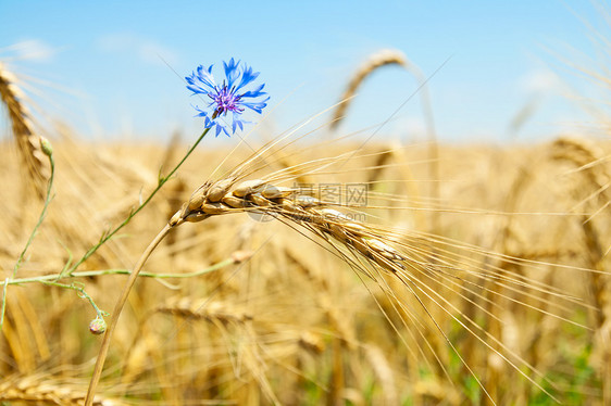 以小麦耳朵为花朵种子谷物洋甘菊稻草环境玉米橙子场地阳光蓝色图片