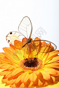 鲜花上美丽的蝴蝶雏菊季节礼物植物群圆圈生活昆虫植物学花园花瓣图片