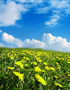 牧场绿地墙纸国家晴天天空农场叶子场地太阳环境季节图片