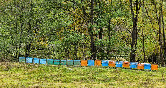 蜂窝绿色森林农村蜂园蜂蜜蜂巢农业树木蜂箱房屋图片
