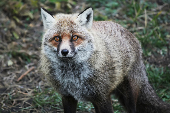 Fox 狐狸食肉野生动物动物荒野动物群红色哺乳动物犬类毛皮照片图片