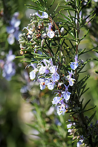 罗斯玛丽医疗叶子迷迭香香料草本植物植物草本季节晴天植物群图片