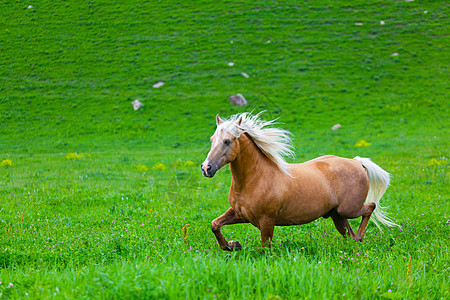 贝马在电壳里行走农场速度马匹牧场团体马术鬃毛草地场地板栗图片