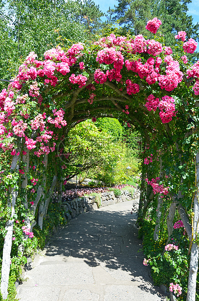 粉红玫瑰花园大道图片
