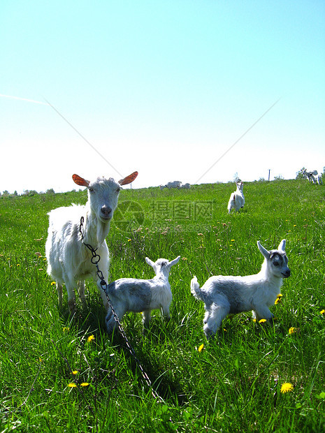 山羊和孩子们在牧场上奔跑假期动物群胡须胡子农业夫妻配种农场幼兽小山羊图片